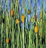 Graceful Dwarf Cattail 50 Seeds-Typha laxmannii-Aquatic - FREE SHIPPING ON ADDITIONAL HIRTS SEEDS