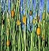 Graceful Dwarf Cattail 50 Seeds-Typha laxmannii-Aquatic