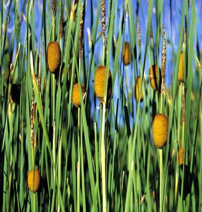 Aquatic Plants