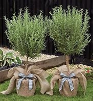Pair of Rosemary Trees