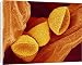 Canvas Prints of Flowering fern spores, SEM from Science Photo Library