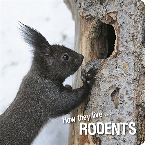 How they live... Rodents: Learn All There Is to Know About These Animals!