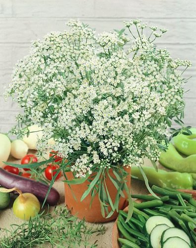 Anise Seeds – Pimpinella Anisum – .1 Grams –