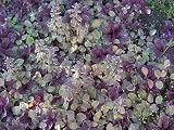 Amazon / Hirts: Perennials: Burgundy Glow Ajuga 4 Plants - Carpet Bugle -Very Hardy