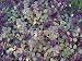Burgundy Glow Ajuga 48 Plants - Carpet Bugle - Very Hardy