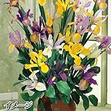 国華園　秋植え球根　ダッチアイリスミックス　80球(花色見計らい)