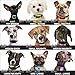 Small Dog Collar | Barking Collars for Small Dogs | Bark Control Collars for Dogs | Bark Collar for Small Dogs | Anti Barking Collar for Dogs | Dog Vibration Collar