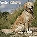 Golden Retriever Calendar - Breed Specific Golden Retriever Calendar - 2015 Wall calendars - Dog Calendars - Monthly Wall Calendar by Avonside