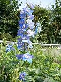 Eigenschaften Dachstauden  / Delphinium Blue Bird - Rittersporn