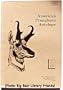 American Pronghorn Antelope