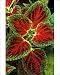 Photographic Prints of Coleus Winsome - (under glass) in beautiful Victorian greenhouses from Ardea Wildlife Pets