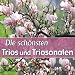 Search : Adalbert Gyrowetz :: Trio Sonata in F Major, Opus 34 No. 1 - Allegro moderato