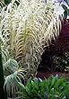 Peppermint Stick Giant Reed Ornamental Grass 2 Plants - 15'