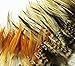 100+ Pcs Mixed Saddle & Coque Plumage Feathers 5