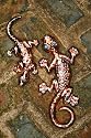 Cosmic Creatures - Gecko - 2 set - Copper Speckle