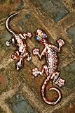 Cosmic Creatures - Gecko - 2 set - Copper Speckle