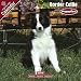2009 Border Collie Puppies Wall Calendar