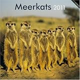 Meerkats 2011: Meerkat Madness