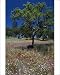 Photographic Prints of A young cork tree in a field of wild flowers from AWL Discover Images