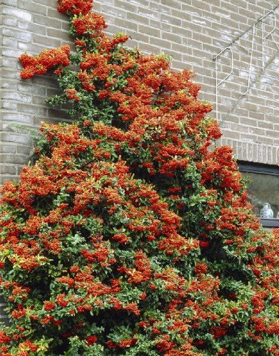 Feuerdorn Mohave&reg; rote Beeren, 1 Pflanze Preisvergleich