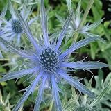 from Giftaplant ERYNGIUM SAPPHIRE BLUE-Sapphire Wedding Anniversary, 45th Sapphire Anniversary Gifts Model ERYNSBLU2