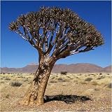Eigenschaften Seedeo  / Köcherbaum (Aloe dichotoma) 10 Korn