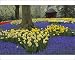 Photographic Prints of Daffodils, grape from Danita Delimont
