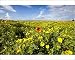 Photographic Prints of Poppy - in a field of Crown Daisys (Chrysanthemum coronarium) from Ardea Wildlife Pets