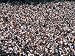 Crowds Numbering over 100,000 Gather During the College Football Season to Cheer Penn...