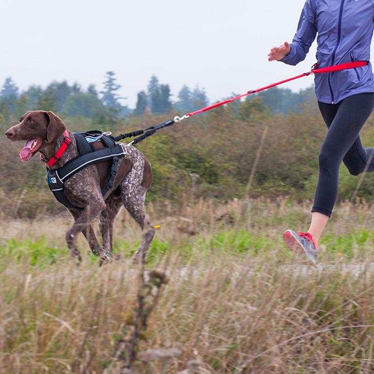  Canine Equipment Ultimate Pulling Dog Harness, Large, Black