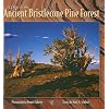 A Day in the Ancient Bristlecone Pine Forest