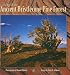 A Day in the Ancient Bristlecone Pine Forest