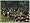 Medieval II: Total War - Gold Edition (PC DVD)