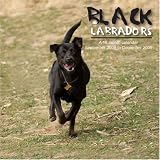 Black Labradors 2009 Wall Calendar