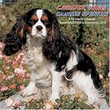 Cavalier King Charles Spaniels 2009 Wall Calendar