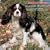 Cavalier King Charles Spaniels 2009 Wall Calendar
