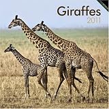 Giraffes 2011 Square 12X12 Wall Calendar (Multilingual Edition)