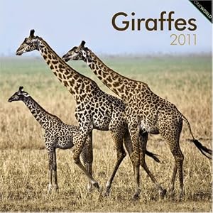 Giraffes 2011 Square 12X12 Wall Calendar (Multilingual Edition) by BrownTrout Publishers Inc