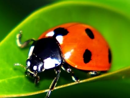 Integrated Pest Management