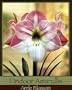 Indoor Amaryllis Kit - Apple Blossom - Pink and White