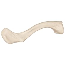3B Scientific A45/5R Right Clavicle Model