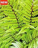 Red Stem Japanese Lady Fern - Athyrium - SHADE