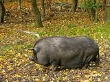 H�ngebauchschwein Mauspad (304)