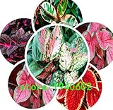 花の種200個の種子ブラックドラゴンコリウス花の種 - 美しい恍惚植栽の花盆栽種子