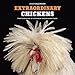 Extraordinary Chickens 2016 Wall Calendar