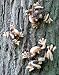 Outdoor Living : Tree Frog Set, Tree Ormament - Give Trees Personality