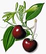 cherry vanilla tea