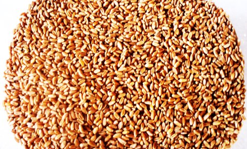 Cultivation Of Wheat. Hard Red Winter Wheat - 2 Lbs