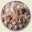 Sea Shells Auto Coaster - Single Coaster for Your Car