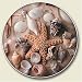 Sea Shells Auto Coaster - Single Coaster for Your Car